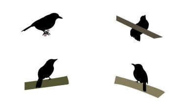 Afrika ördek sineği yakalayıcısı kuş silueti tasarım ve vektör ilüstrasyonu. 