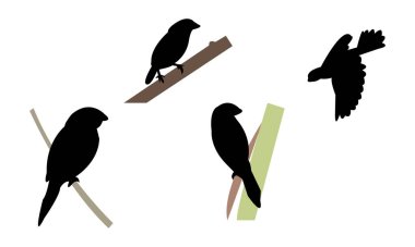 Afrika gümüş gagalı kuş silueti tasarımı ve vektör illüstrasyonu. 