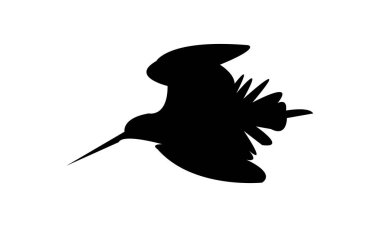 Uçan Afrikalı çulluk kuşu silueti Tasarım ve Vektör İllüstrasyonu. 