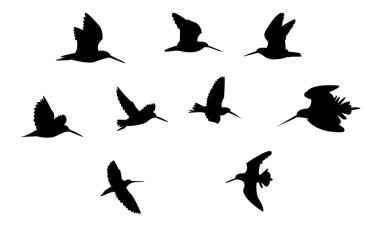 Uçan Afrikalı çulluk kuşu silueti Tasarım ve Vektör İllüstrasyonu. 