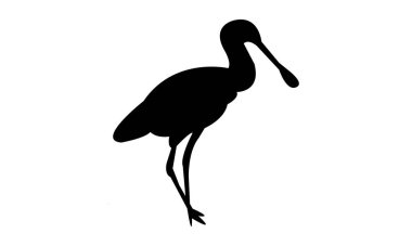 Afrika kaşık gagalı kuş silueti tasarımı ve vektör illüstrasyonu. 