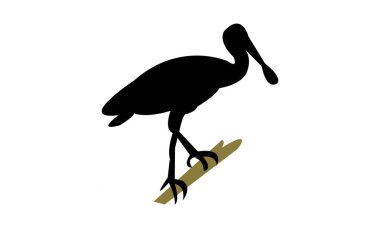 Afrika kaşık gagalı kuş silueti tasarımı ve vektör illüstrasyonu. 