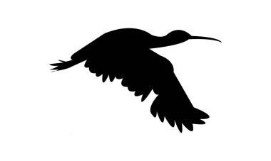 Afrika kaşık gagalı kuş silueti tasarımı ve vektör illüstrasyonu. 