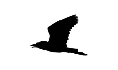 Uçan Afrikalı kanatlı kuş silueti tasarım ve vektör ilüstrasyonu. 