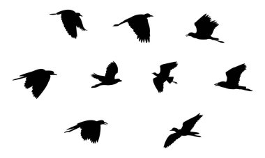 Uçan Afrikalı kanatlı kuş silueti tasarım ve vektör ilüstrasyonu. 