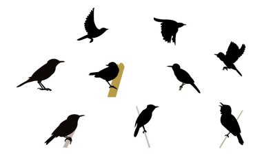 Aguiguan sazlık bülbülü siluet tasarım ve vektör ilülasyonu. 