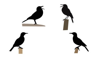 Agulhas uzun gagalı tarlakuşu silueti tasarım ve vektör illüstrasyonunu. 