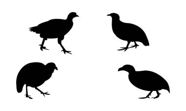 Ahanta spurfowl kuş silueti tasarım ve vektör ilüstrasyonu. 