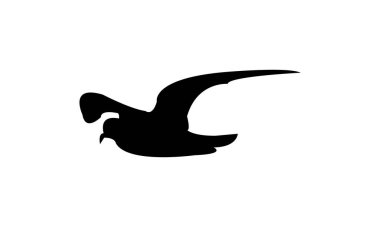 Uçan Ainley 'nin fırtına kuşu siluet tasarım ve vektör ilüstrasyonu. 