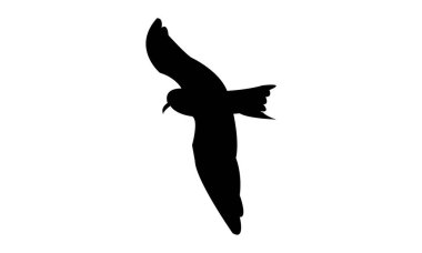 Uçan Ainley 'nin fırtına kuşu siluet tasarım ve vektör ilüstrasyonu. 