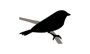Aldabra Fody Bird Siluet Tasarımı ve Vektör İllüstrasyonu. 