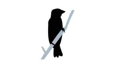 Aldabra Fody Bird Siluet Tasarımı ve Vektör İllüstrasyonu. 