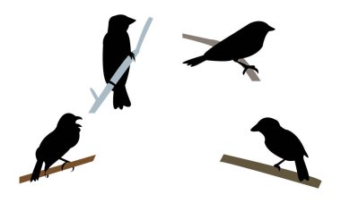 Aldabra Fody Bird Siluet Tasarımı ve Vektör İllüstrasyonu. 