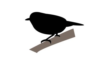 Aldabra beyaz gözlü kuş silueti tasarımı ve vektör çizimi. 