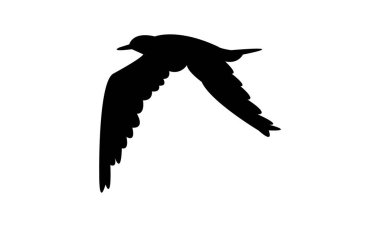 Uçan Aleutian deniz feneri kuş silueti tasarım ve vektör çizimi. 