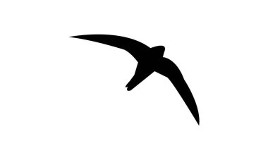 Uçan Alp süratli kuş silueti Tasarım ve Vektör İllüstrasyonu. 