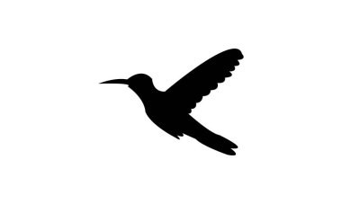 Uçan Amazilia sinekkuşu siluet tasarımı ve vektör ilüstrasyonu. 