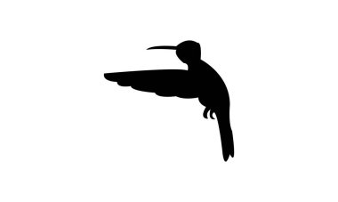 Uçan Amazilia sinekkuşu siluet tasarımı ve vektör ilüstrasyonu. 