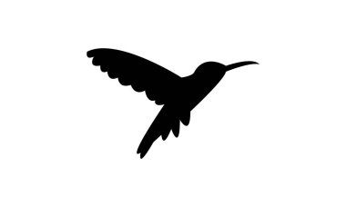 Uçan Amazilia sinekkuşu siluet tasarımı ve vektör ilüstrasyonu. 