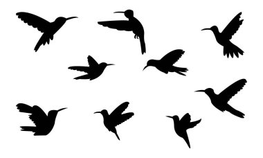 Uçan Amazilia sinekkuşu siluet tasarımı ve vektör ilüstrasyonu. 