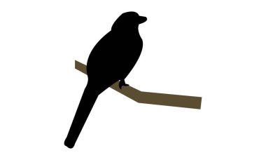 Amazon siyah boğazlı trogon kuşu siluet tasarım ve vektör çizimi. 