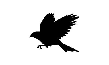 Amazon motmot kuş silueti tasarım ve vektör illüstrasyonu. 
