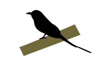 Amazon motmot kuş silueti tasarım ve vektör illüstrasyonu. 
