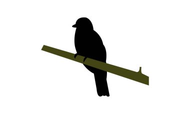 Amazon trogon kuşu siluet tasarımı ve vektör illüstrasyonu. 