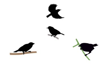 Ambon beyaz gözlü kuş silueti tasarımı ve vektör çizimi. 