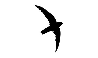 Uçan Ameline Swiftlet Kuşu Siluet Tasarım ve Vektör İllüstrasyonu. 