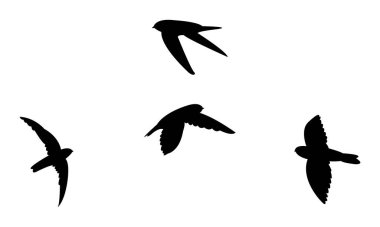 Uçan Ameline Swiftlet Kuşu Siluet Tasarım ve Vektör İllüstrasyonu. 