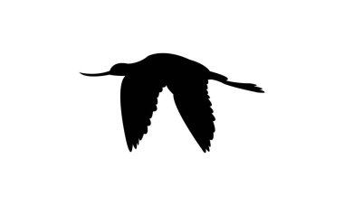 Uçan Amerikan Avocet kuş silueti Tasarım ve Vektör İllüstrasyonu. 