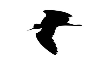 Uçan Amerikan Avocet kuş silueti Tasarım ve Vektör İllüstrasyonu. 