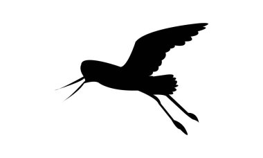 Uçan Amerikan Avocet kuş silueti Tasarım ve Vektör İllüstrasyonu. 