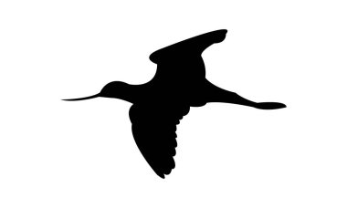 Uçan Amerikan Avocet kuş silueti Tasarım ve Vektör İllüstrasyonu. 