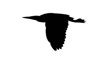 Uçan Amerikan acı bittern kuş silueti tasarım ve vektör ilüstrasyonu. 