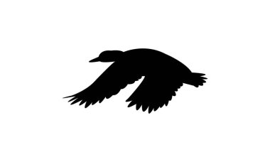 Uçan Amerikan Siyah Ördek Kuşu Siluet Tasarımı ve Vektör Resimleri. 