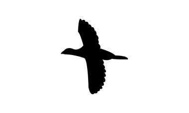 Uçan Amerikan coot bird siluet tasarım ve vektör ilüstrasyonu. 