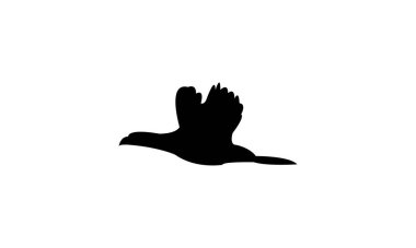 Uçan Amerikan coot bird siluet tasarım ve vektör ilüstrasyonu. 