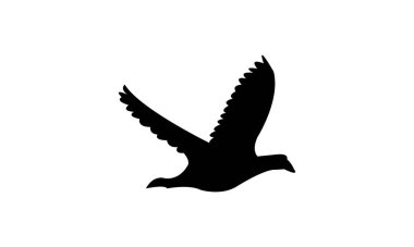 Uçan Amerikan coot bird siluet tasarım ve vektör ilüstrasyonu. 