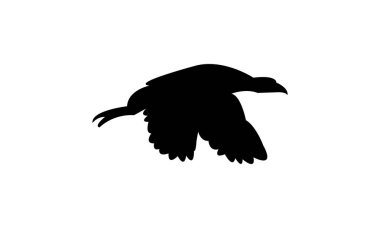 Uçan Amerikan coot bird siluet tasarım ve vektör ilüstrasyonu. 