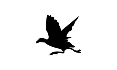 Uçan Amerikan coot bird siluet tasarım ve vektör ilüstrasyonu. 