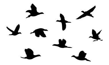 Uçan Amerikan coot bird siluet tasarım ve vektör ilüstrasyonu. 