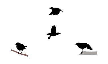 Amerikan Dipper Bird Siluet Tasarım ve Vektör İllüstrasyonu. 