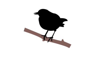 Amerikan Dipper Bird Siluet Tasarım ve Vektör İllüstrasyonu. 