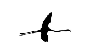 Uçan Amerikan flamingo kuş silueti tasarım ve vektör çizimi. 