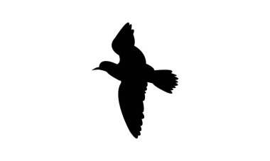 Uçan Amerikan altın yağmurluğu kuş silueti tasarım ve vektör ilüstrasyonu. 