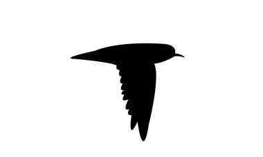 Uçan Amerikan altın yağmurluğu kuş silueti tasarım ve vektör ilüstrasyonu. 