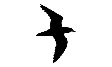 Uçan Amerikan altın yağmurluğu kuş silueti tasarım ve vektör ilüstrasyonu. 