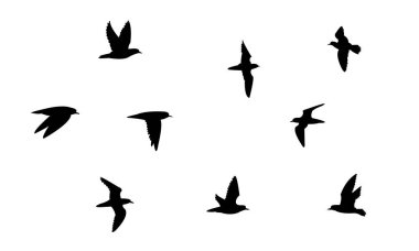 Uçan Amerikan altın yağmurluğu kuş silueti tasarım ve vektör ilüstrasyonu. 